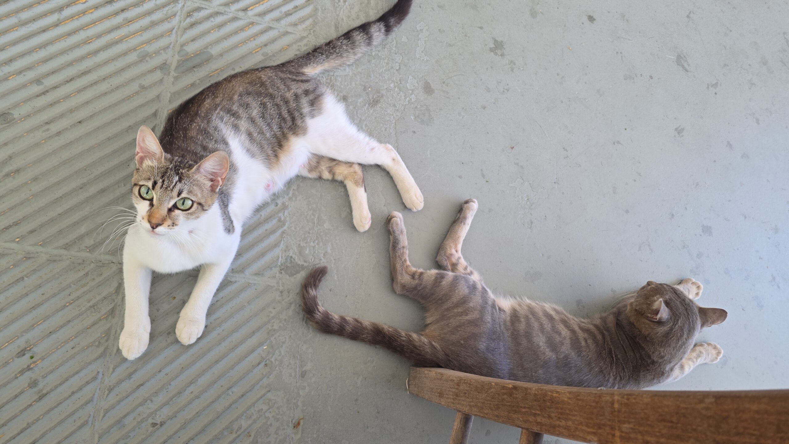 Ck4KTFNuYXBjaGF0LzEzLjUxLjAuNTYgKFNNLVM5MzhCOyBBbmRyb2lkIDE1I1M5MzhCWFhTNUFZRjQjMzU7IGd6aXApIFYvTVVTSFJPT00=