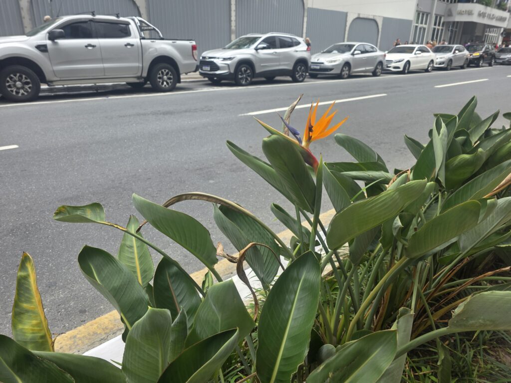 14.02.2026 Brasil (115)