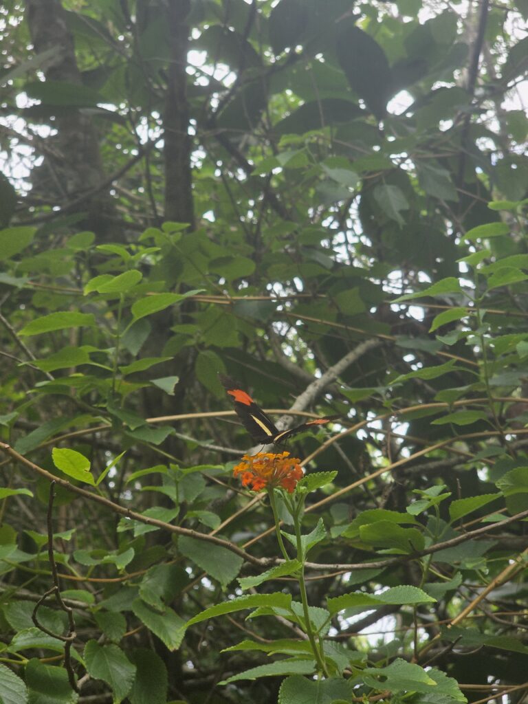 14.02.2026 Brasil (136)