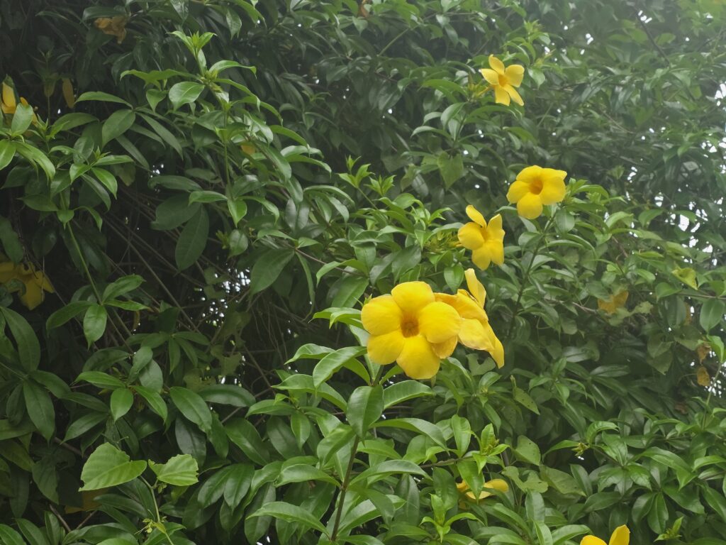 14.02.2026 Brasil (155)