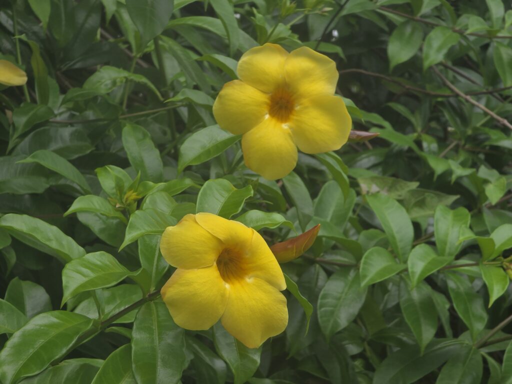 14.02.2026 Brasil (156)