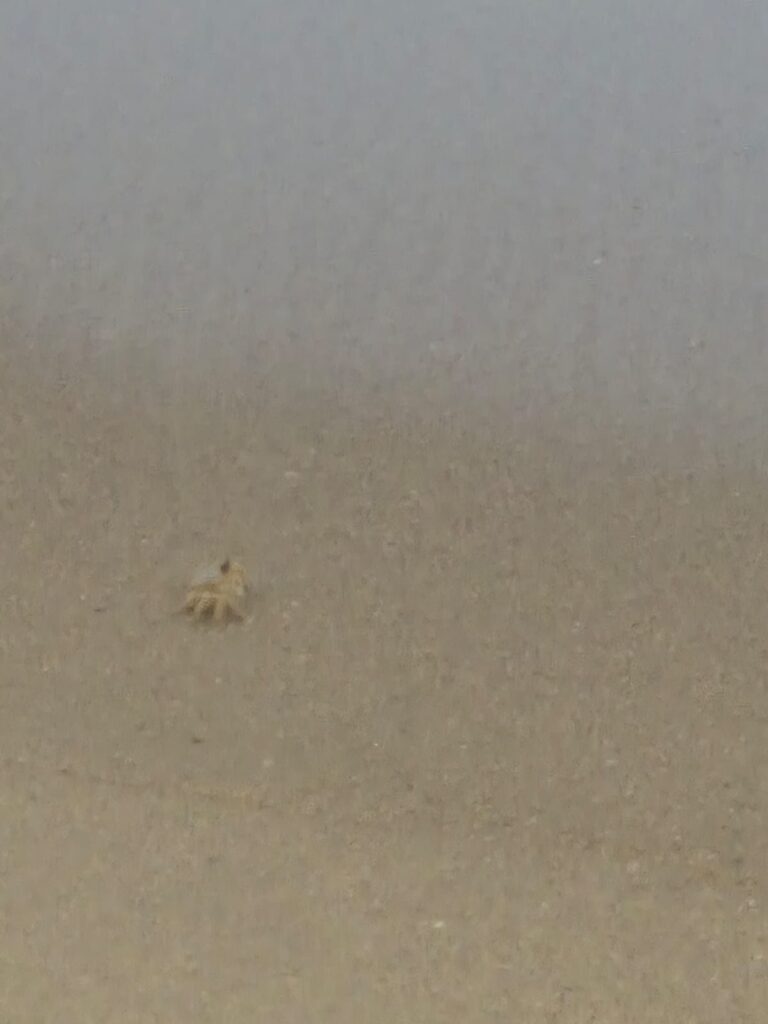 14.02.2026 Brasil (199)