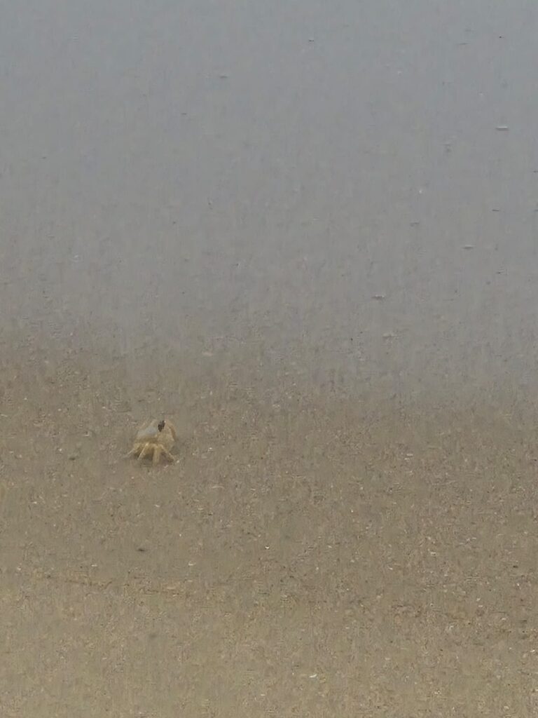 14.02.2026 Brasil (205)