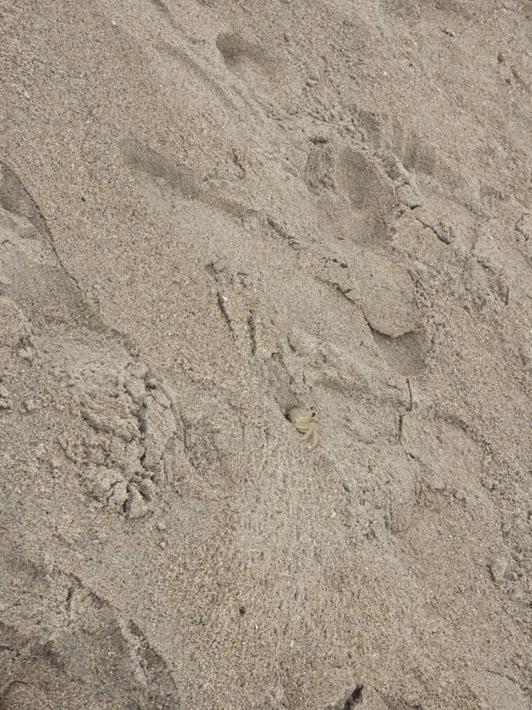 14.02.2026 Brasil (24)