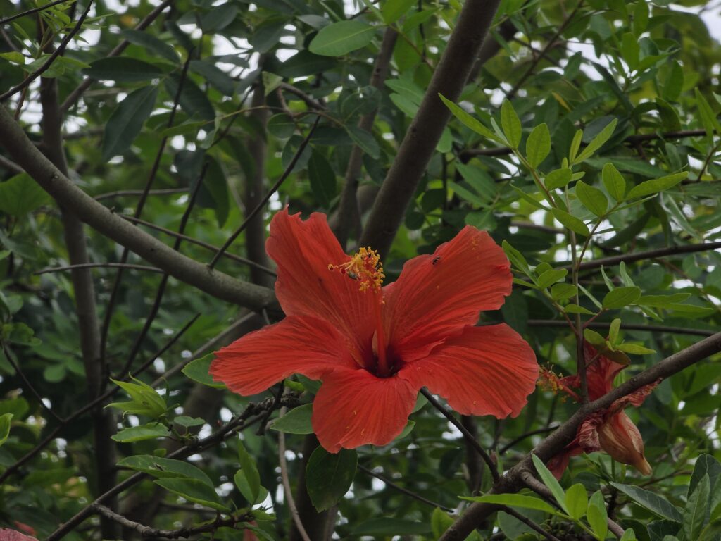 14.02.2026 Brasil (30)