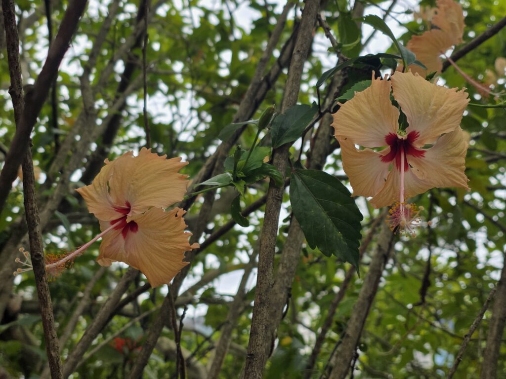 14.02.2026 Brasil (32)