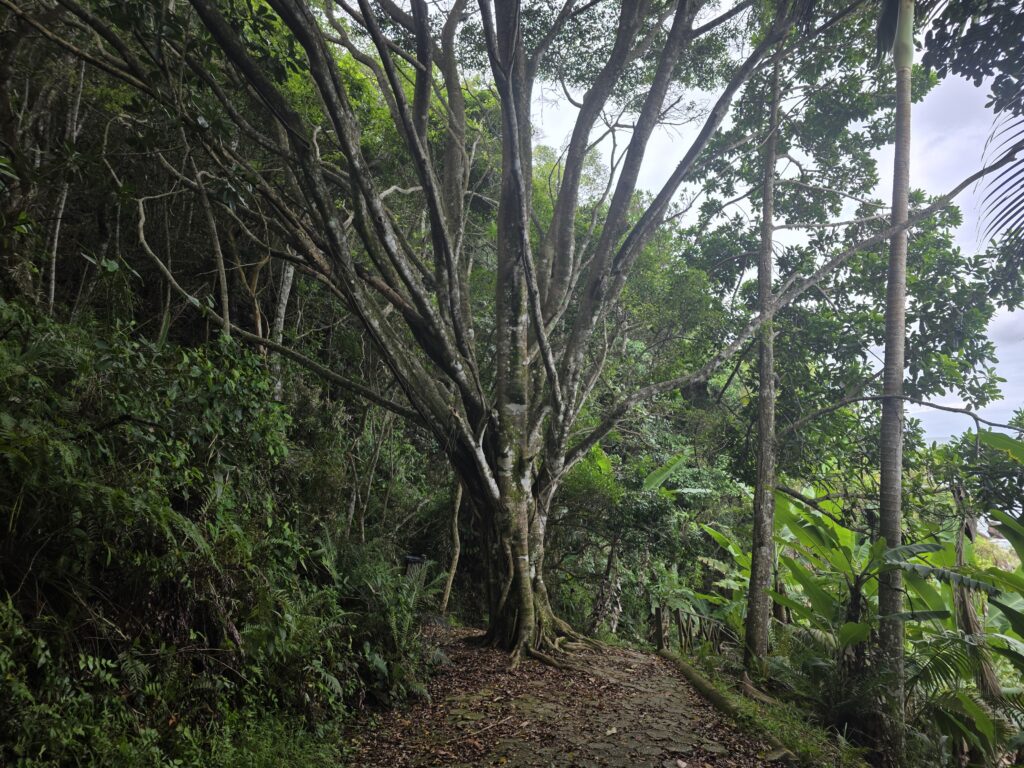 14.02.2026 Brasil (4)