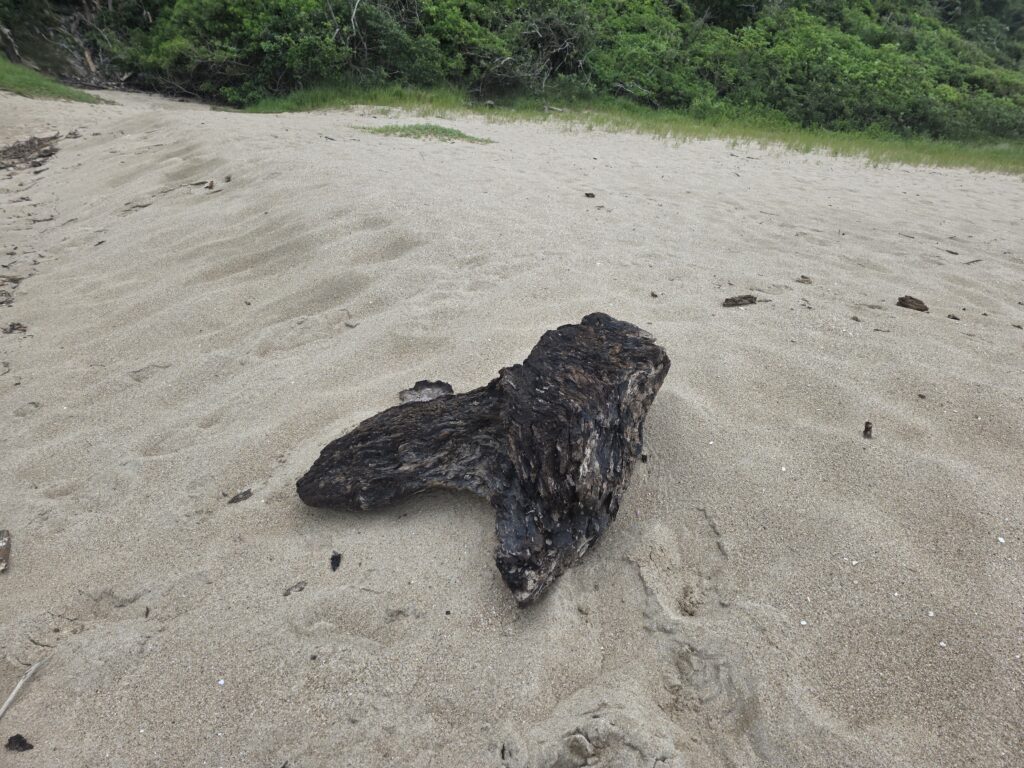 14.02.2026 Brasil (40)