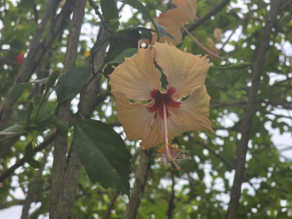 14.02.2026 Brasil (42)