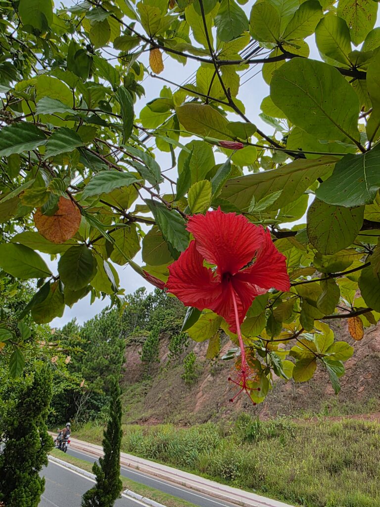 14.02.2026 Brasil (43)