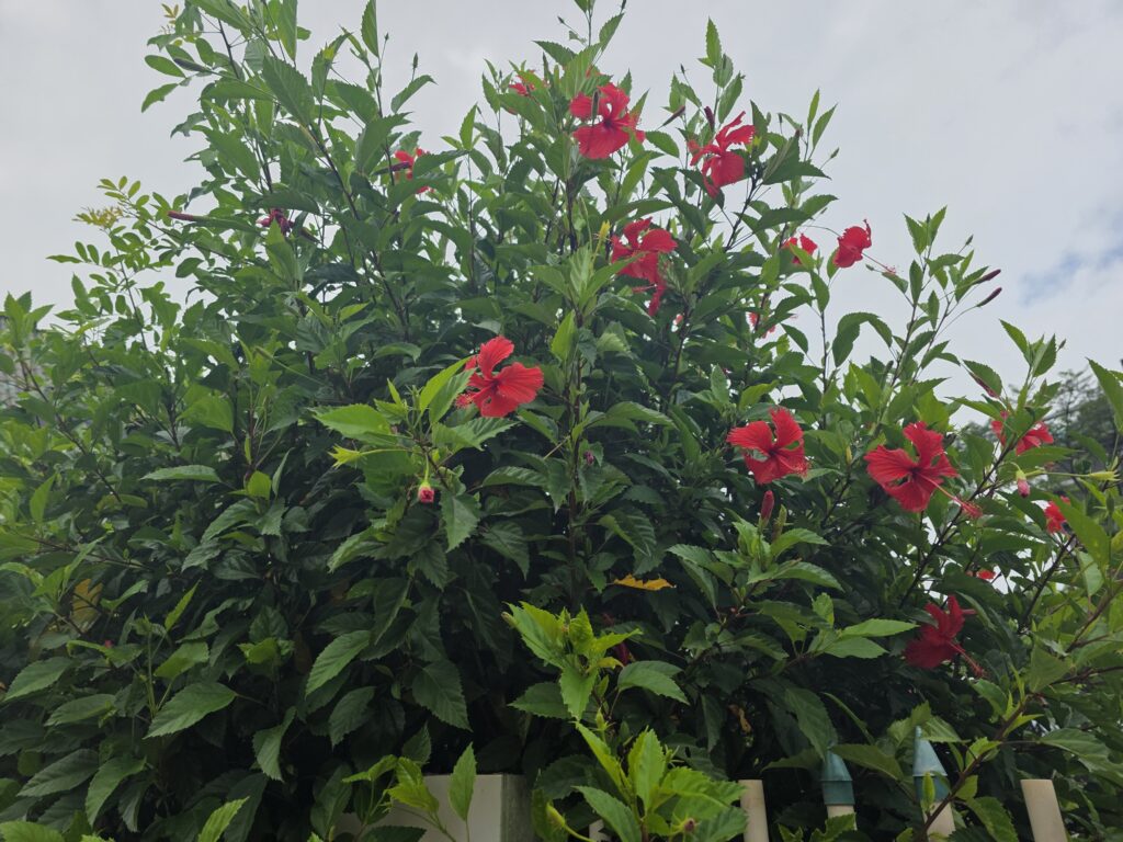 14.02.2026 Brasil (44)