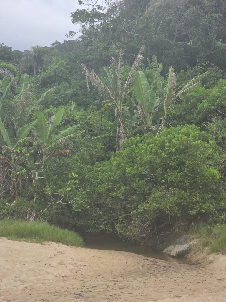 14.02.2026 Brasil (55)