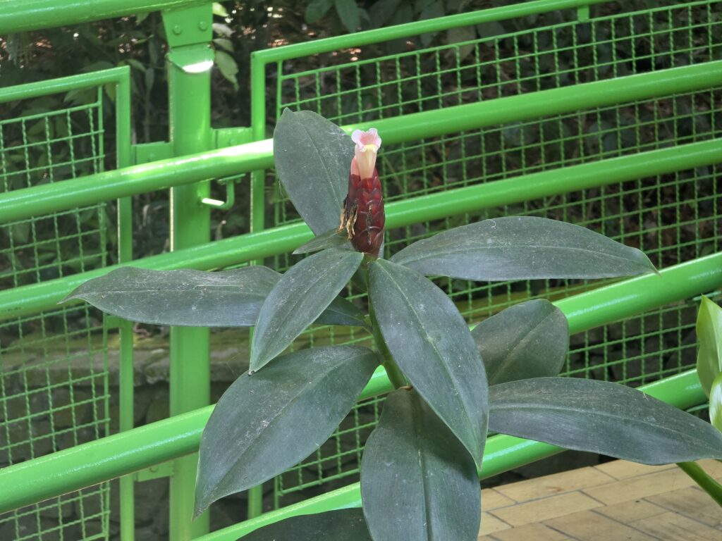 17.02.2026 Brasil (21)