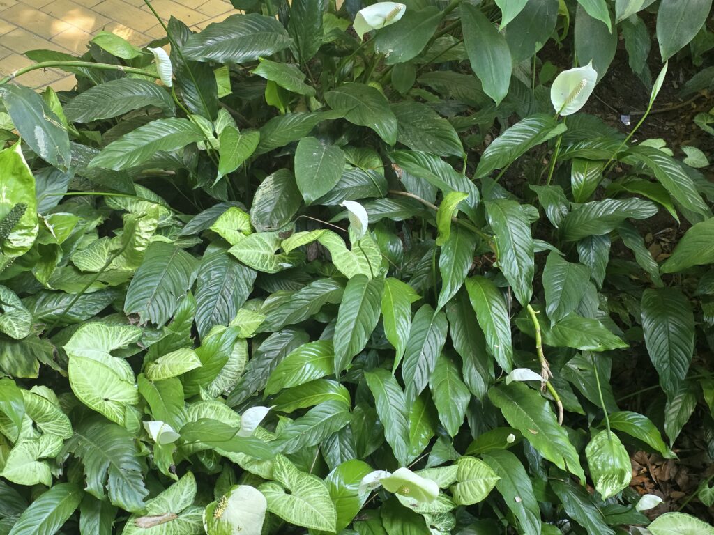 17.02.2026 Brasil (22)