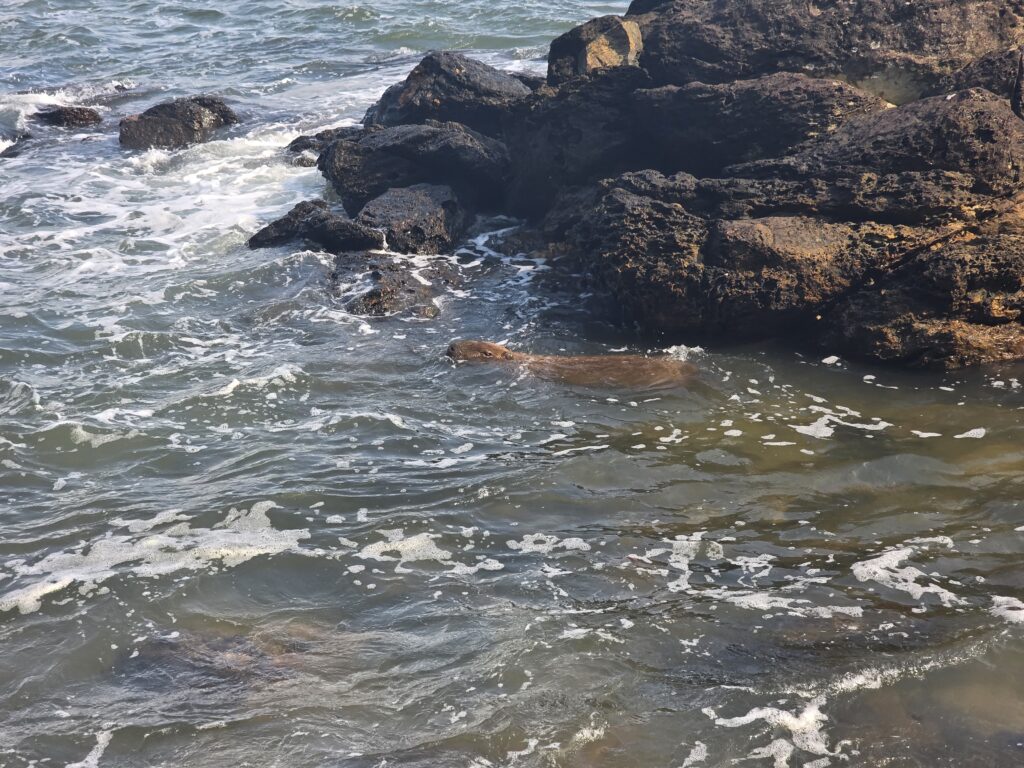 18.02.2026 Brasil (22)