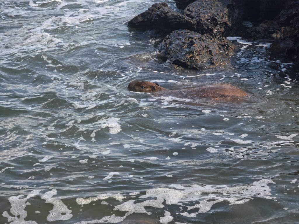 18.02.2026 Brasil (23)