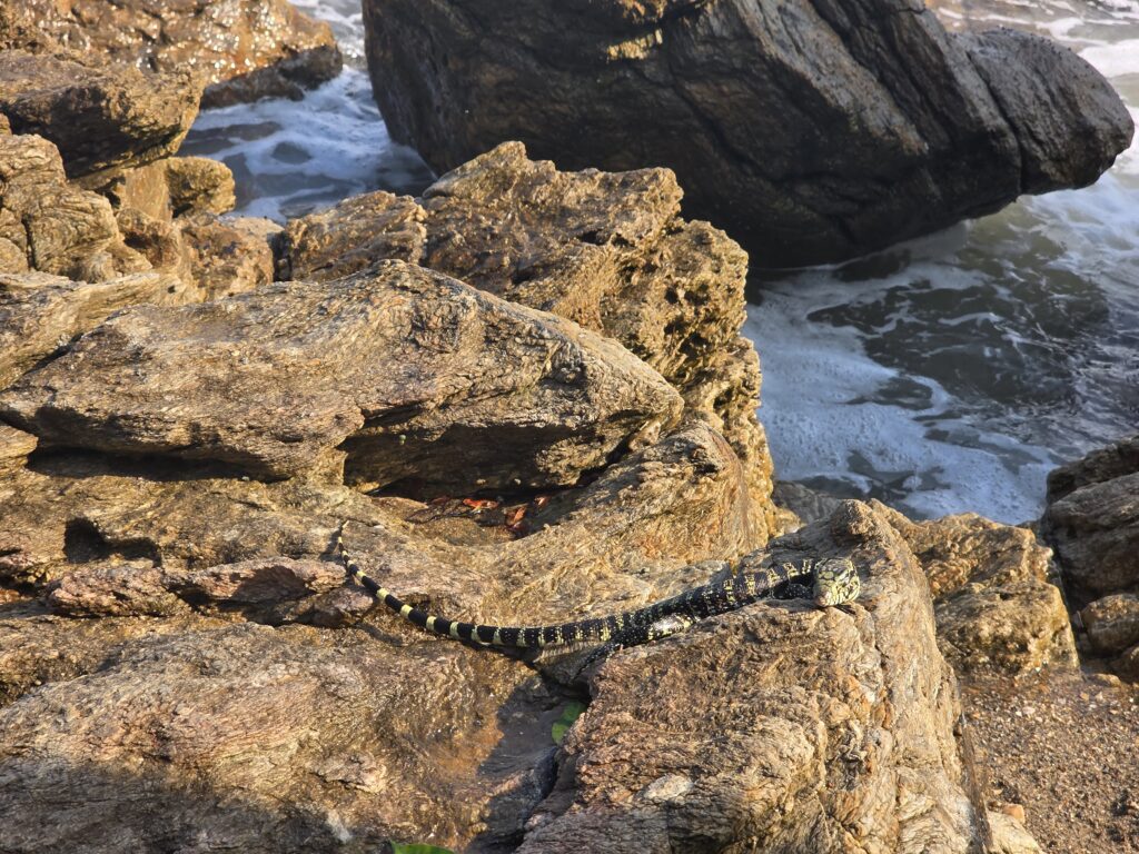 18.02.2026 Brasil (25)