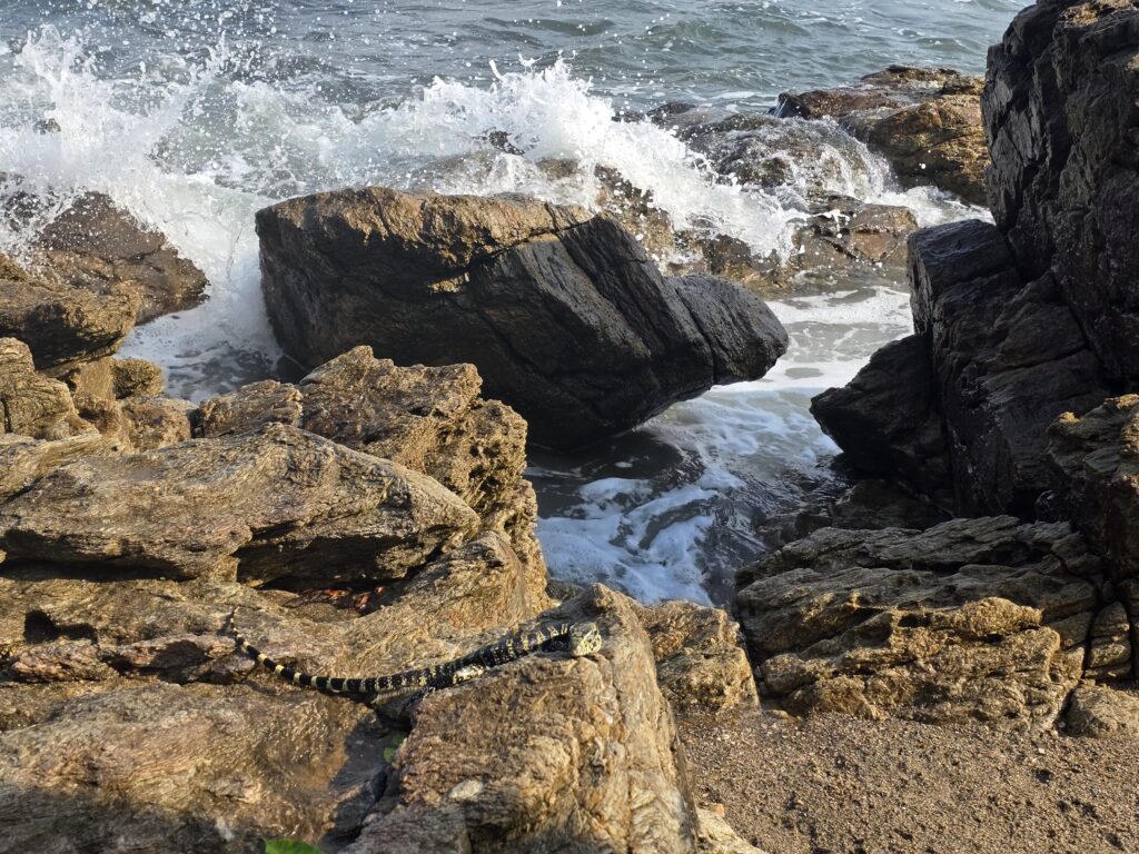 18.02.2026 Brasil (28)