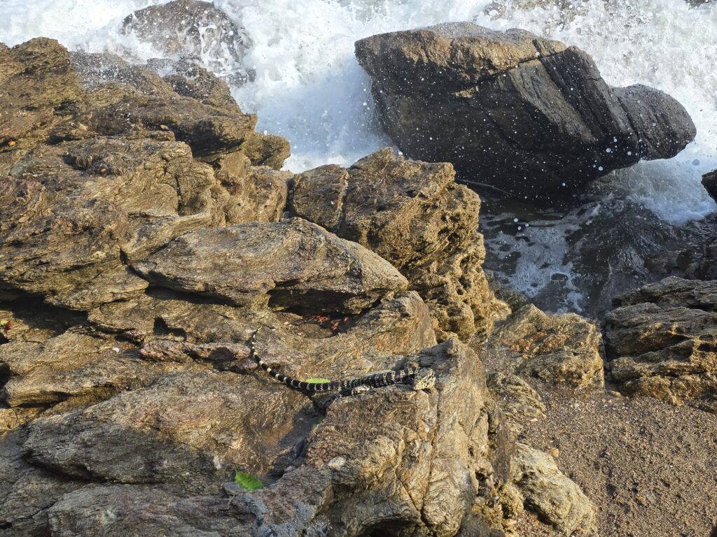 18.02.2026 Brasil (9)